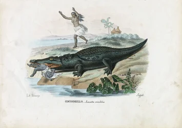 Caïman à lunettes, 1863-79
